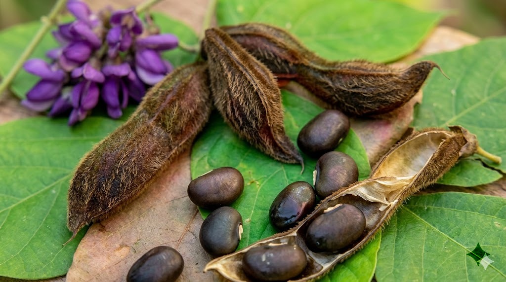 Mucuna Pruriens