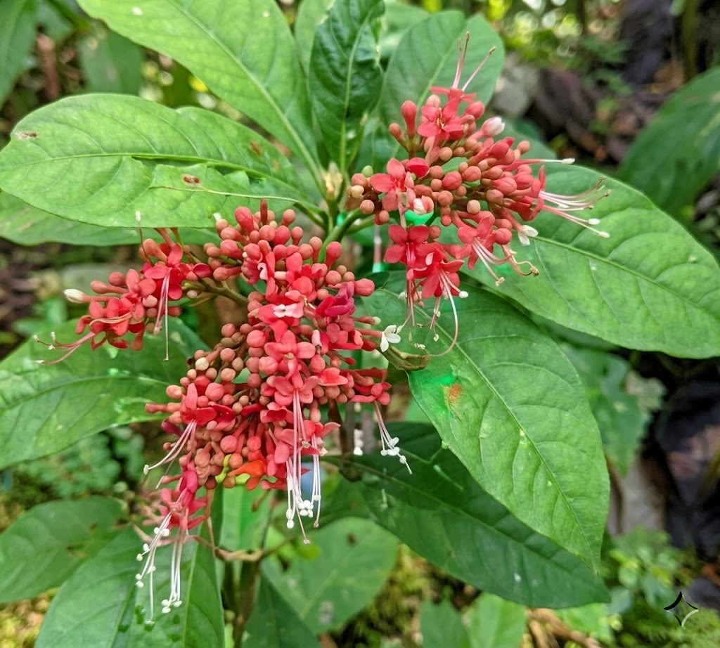 Rauvolfia Serpentina